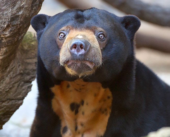 I love looking at pictures of sun bears. They just look so fundamentally wrong.