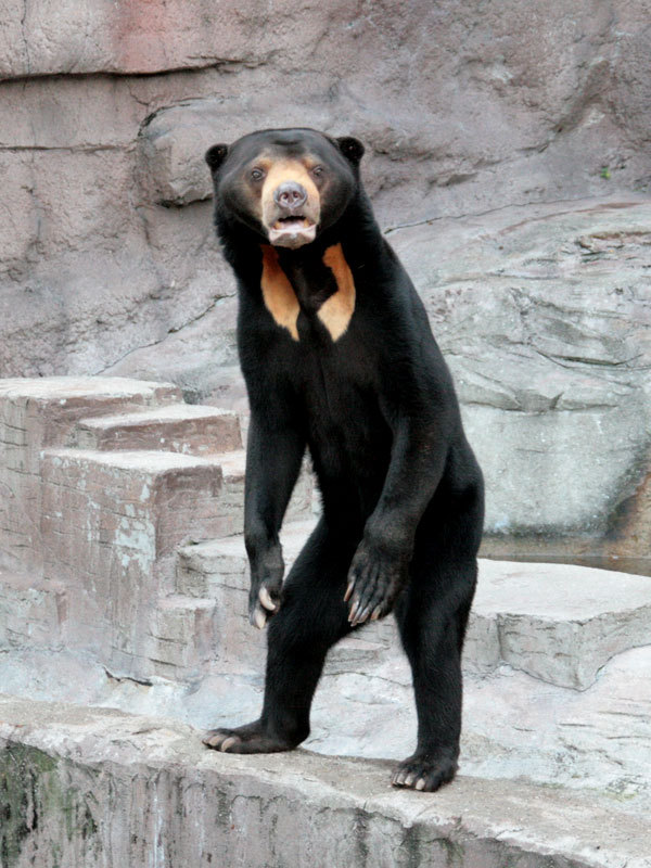 I love looking at pictures of sun bears. They just look so fundamentally wrong.