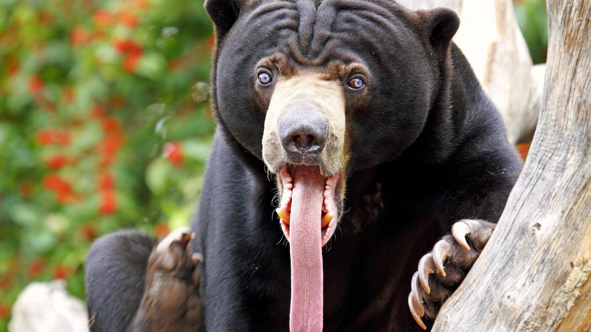 I love looking at pictures of sun bears. They just look so fundamentally wrong.