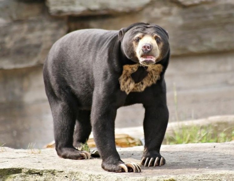 I love looking at pictures of sun bears. They just look so fundamentally wrong.