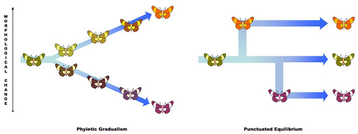 GLatagliata's tweet image. There is no #BalanceOfNature, there are a lot, a lot of relationships between #EnvironmentalChanges, #Evolution, and #SystemsOfKnowledge. For several reasons, the #PunctuatedEquilibrium of #StephenJayGould may evolve in the #PunctuatedFlows
