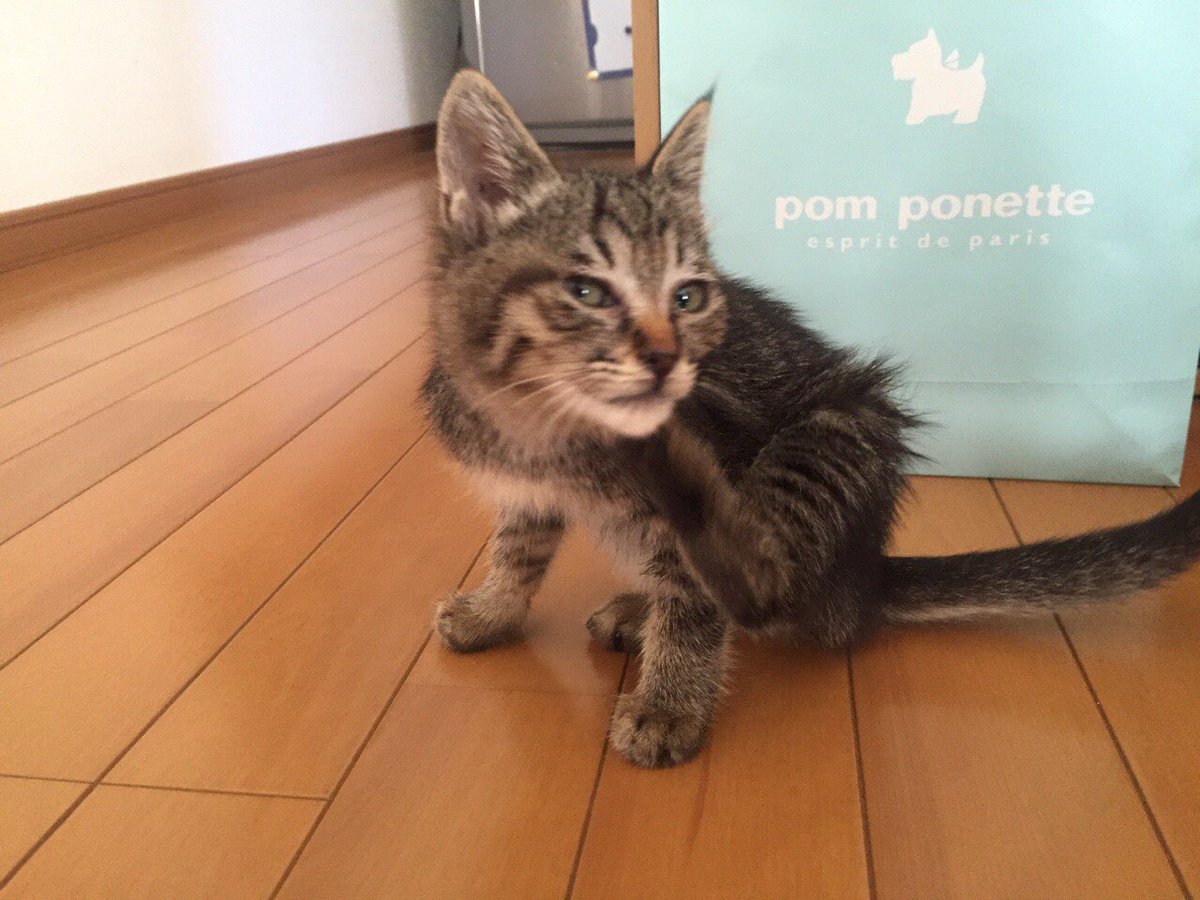 iyahayananto's tweet photo. 兄からもらった幼少バブの写真が珍妙を極めててたまんなかったので見てください　#本日のバブルス　まったく本日ではない https://t.co/QCIjgyUxXK