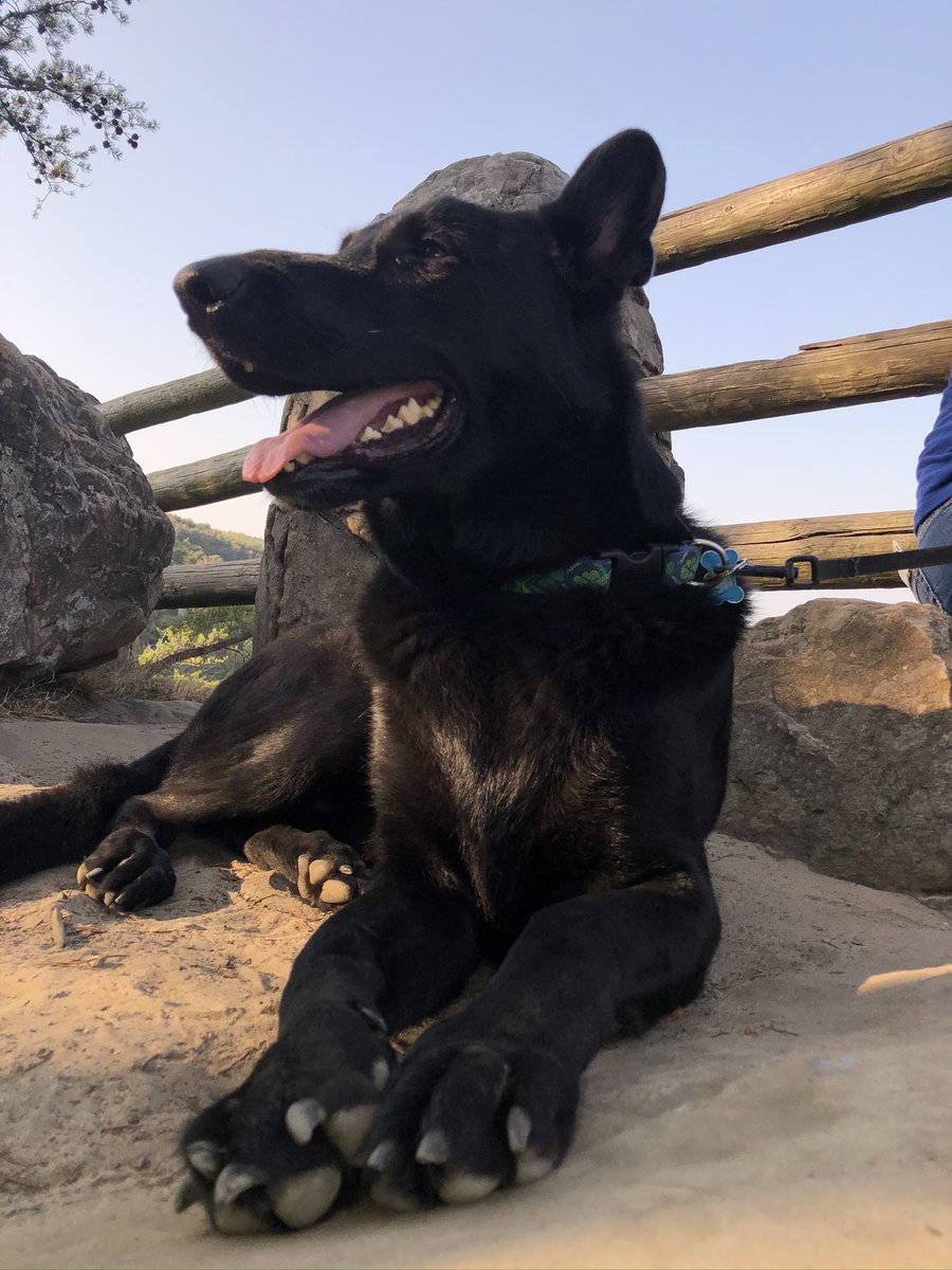 Happy 7th Birthday to Bobo! Best dog ever!