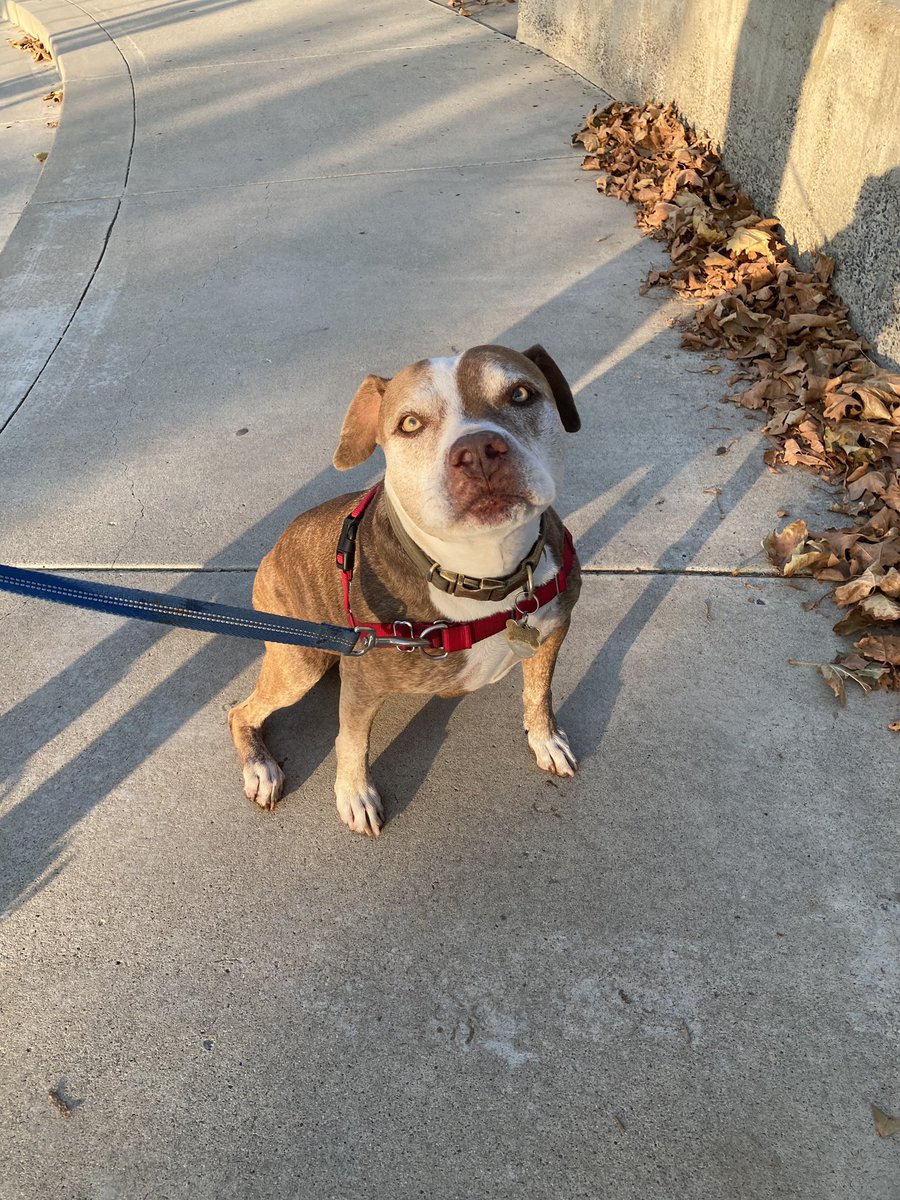 brittbarr24's tweet photo. @ZombieSquadHQ @MuddlesDog @Burrow43 @ZeroRice1012 @RhondaHendee @ThorSelfies @BraveWinston @WestieBiscuit @Sprocket_Cool @1gingerbeauty @DogDazeUK May I have a pirate picture please? Must prepare ππΎπΆ #ZSHQ #RRRAAA https://t.co/WvAid2y7ej