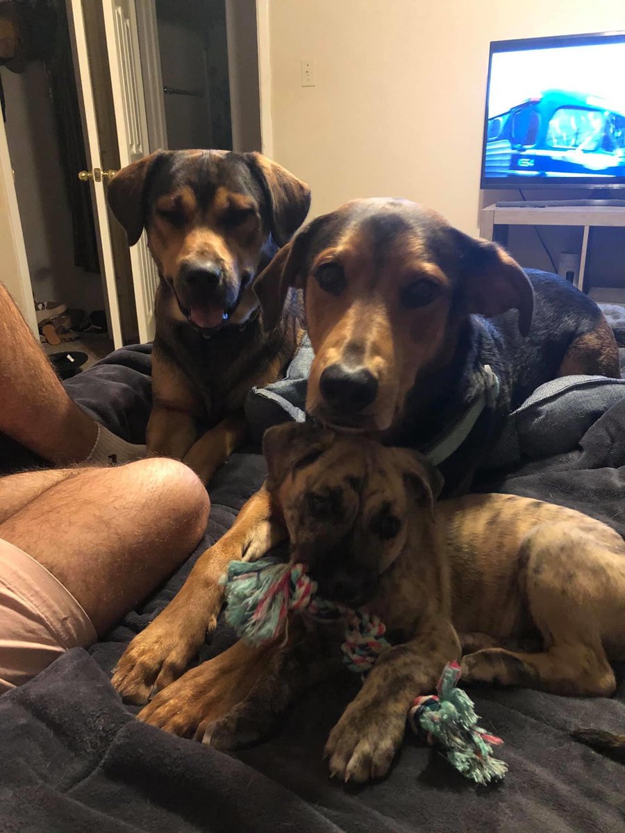 So we finally gave in and added a third, meet Koda! 😂🐶