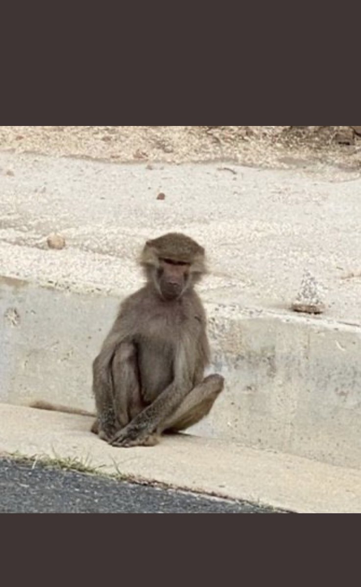 #عايض