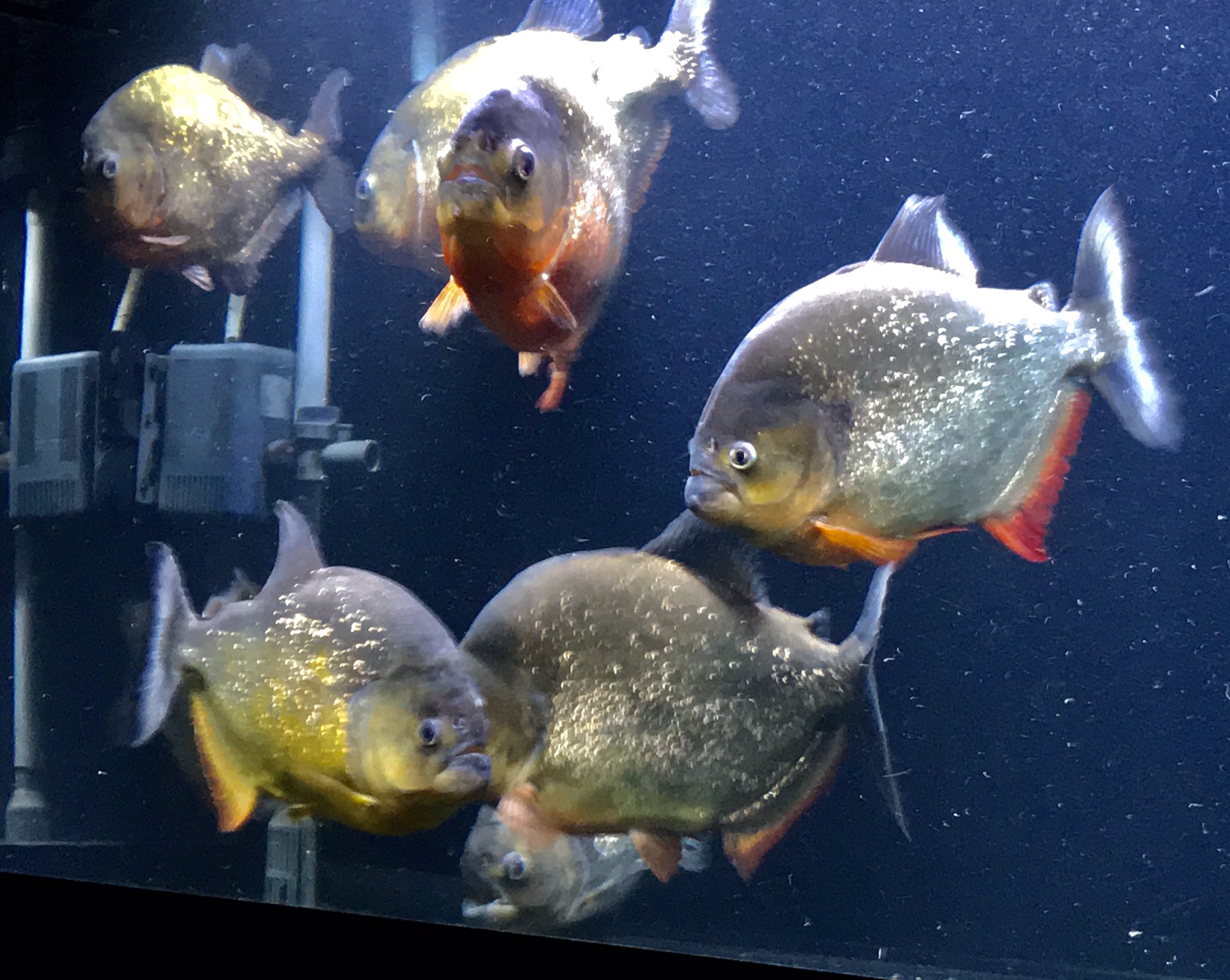 ロン おはようございます ピラニア混泳水槽です 4種類入ってます ピラニア ピラニアナッテリー ピラニアピラヤ ピラニアカリバ ジャイアントイエローピラニア T Co Amg4fz2bqd Twitter