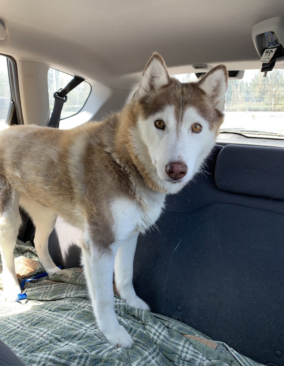 socal husky rescue