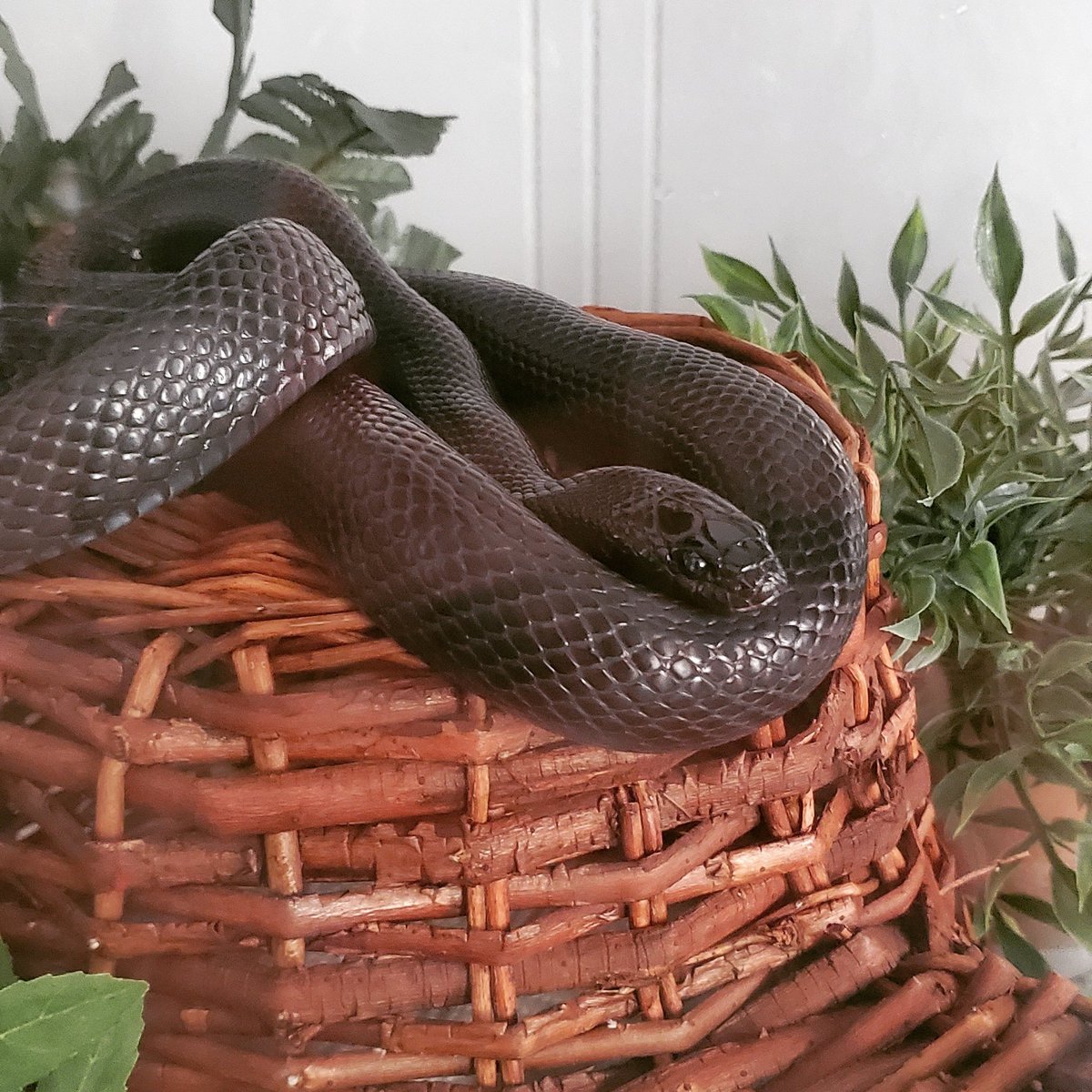 StarrsSnakes's tweet photo. Basking Beauty

#snake #snakes #mexicanblackkingsnake #kingsnake #snakethings #snakelover #snakekeeper https://t.co/gD1QXHUERm