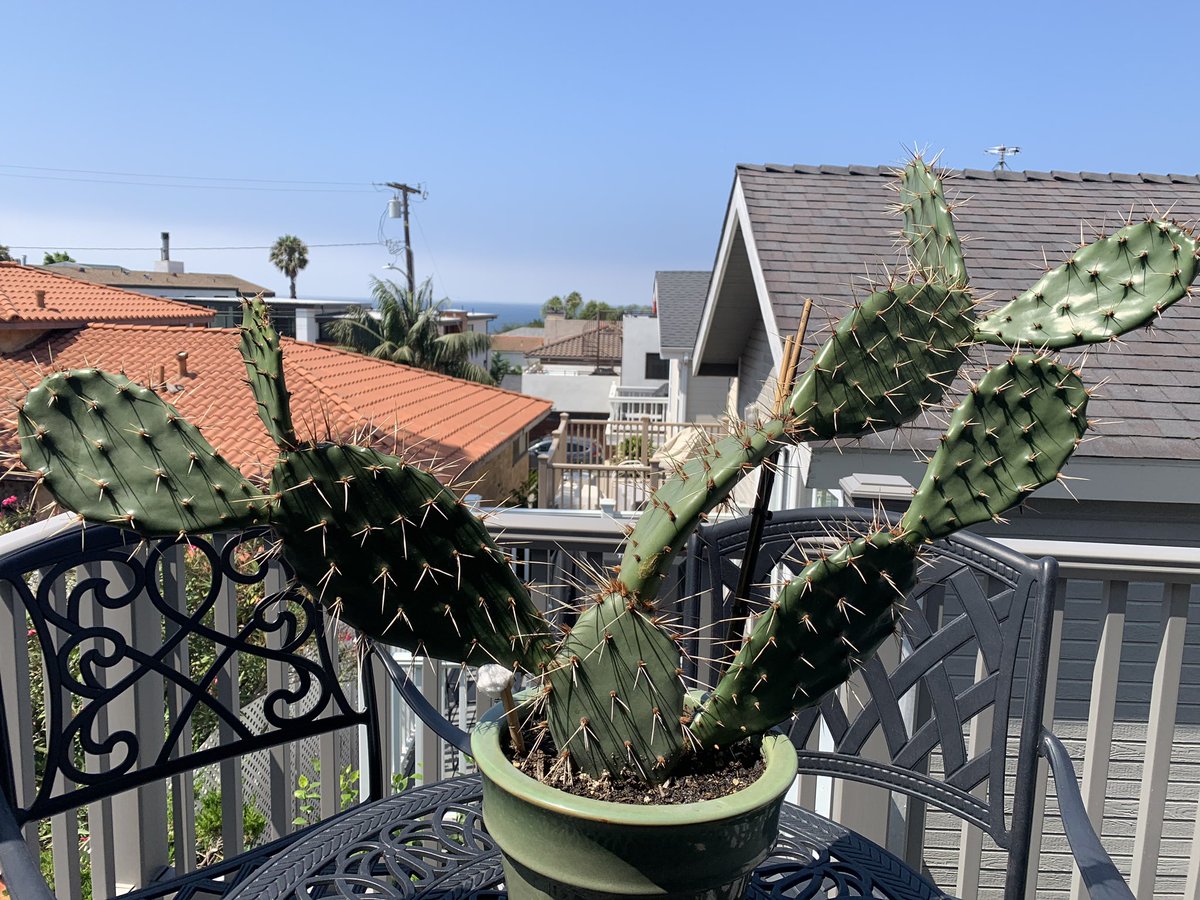 solid1980's tweet image. Started this plant when the virus started with one leaf turned into a monster just like this virus