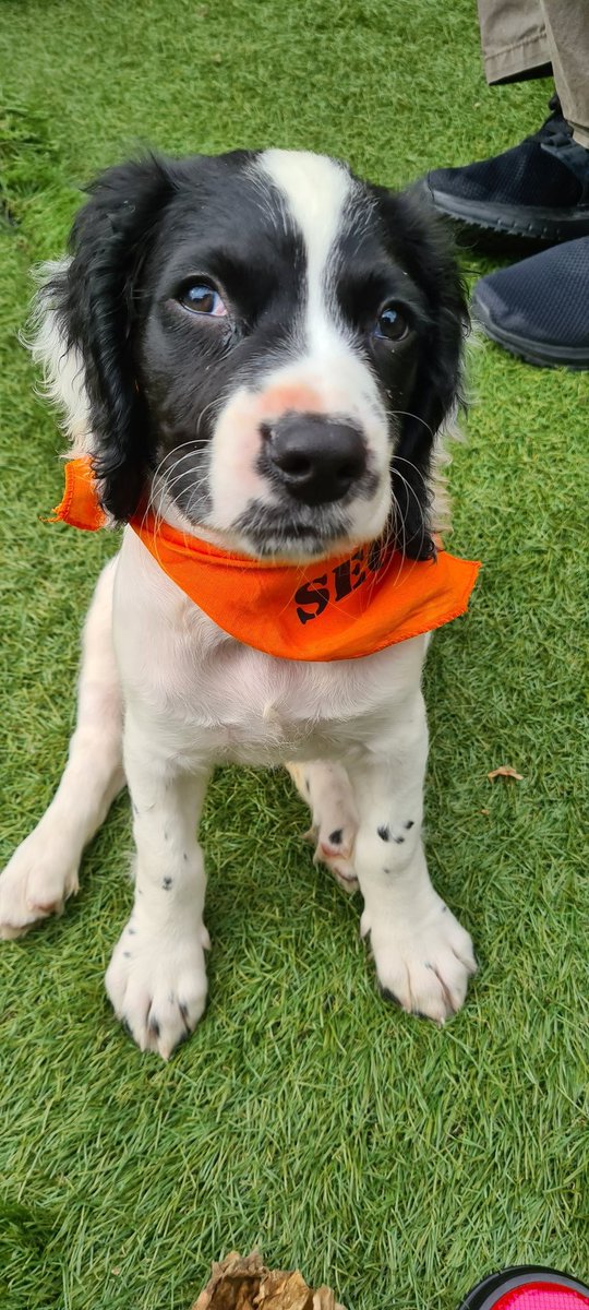 adele_1968's tweet image. This little lad has grown so much in such a short time. Just what we needed. I need to persuade the boss to have a bring your dog to work day x