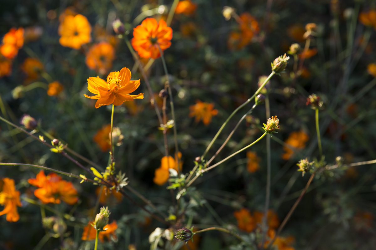 Summertime magic at Loganita Farm. #farmtotable