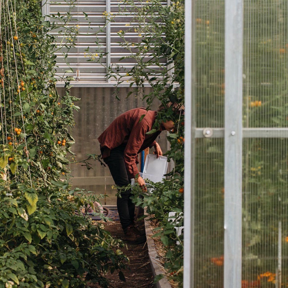 WillowsInn's tweet image. Summertime magic at Loganita Farm. #farmtotable