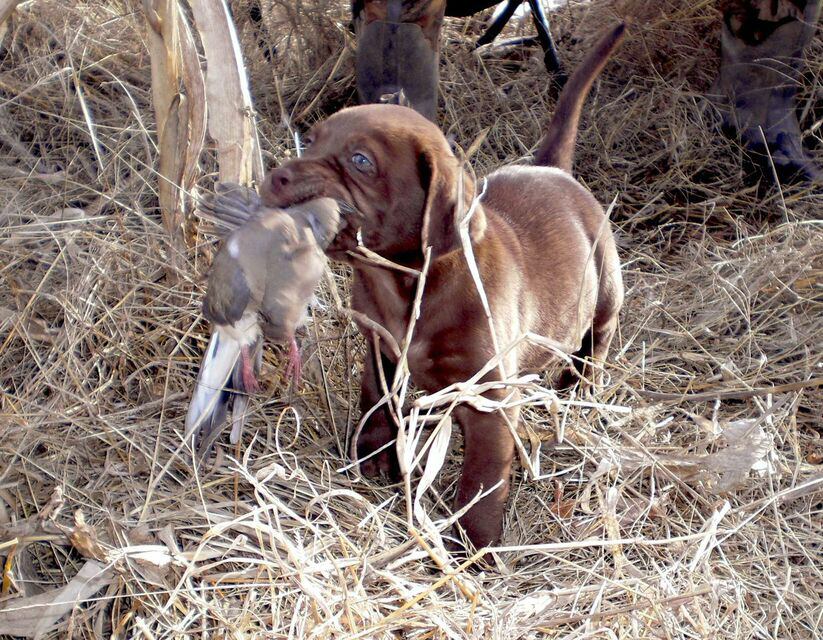 Gunner_Kennels's tweet photo. Gunner's first dove, 11 years ago. #MeetGunner
Why Founder Addison Edmonds loves the tradition of dove hunting: https://t.co/xhQItTxVv9
#MansBestFriend deserves #MansBestKennel | #GunnerKennels https://t.co/0qRgWMqcn5