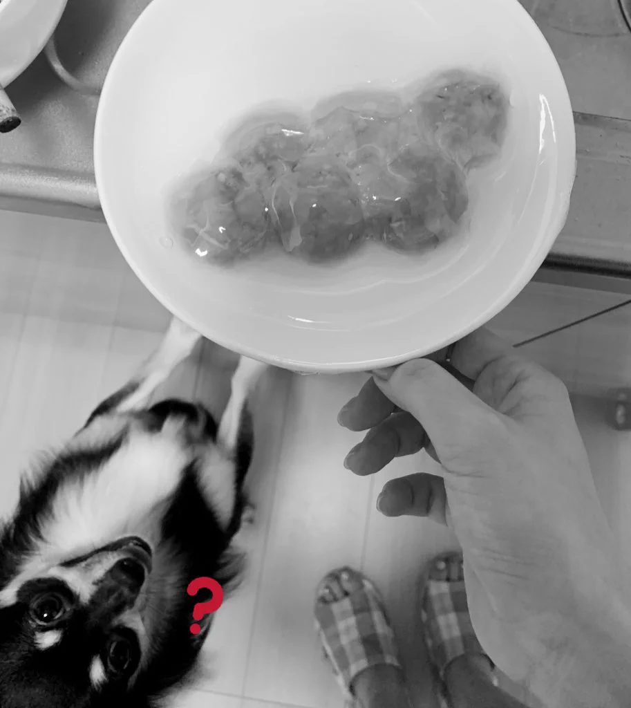 @komugiko_2000 殺された焼売とチワワをご査収ください。 
