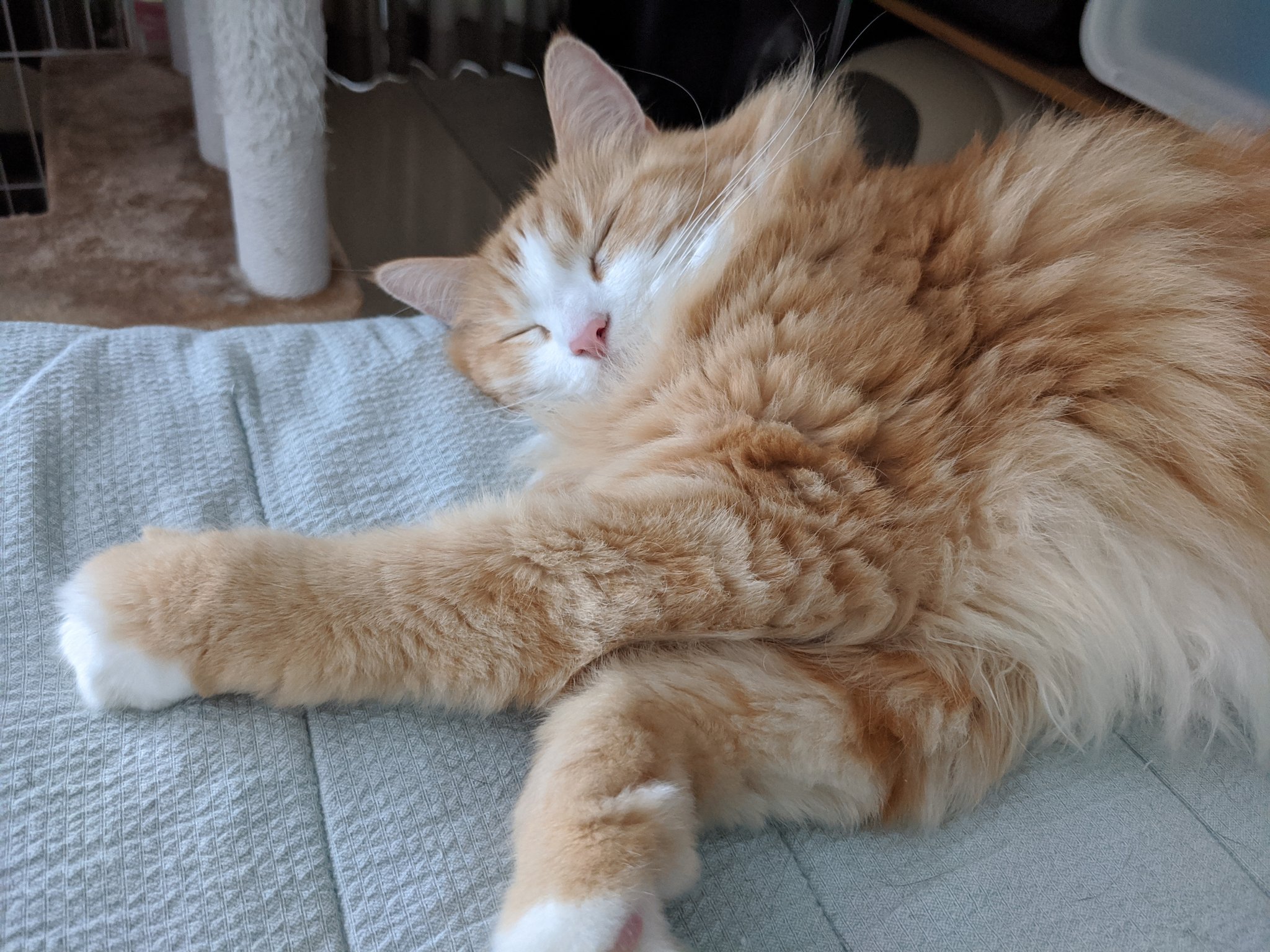 三毛餅わらび かわいいが過ぎる 猫 メインクーン サブレ T Co Zhxp4hxptn Twitter