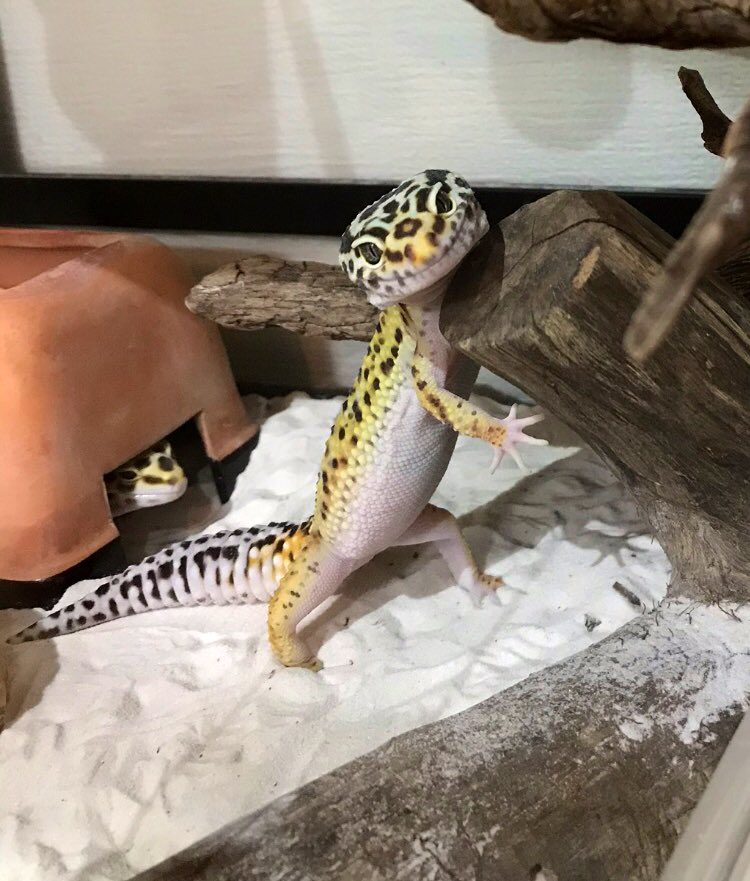 株式会社bisou 旧名アクアメイキング レオパスマイル 爬虫類の癒しって ふとした瞬間に見せる表情や仕草なんだと思う レオパ ヒョウモントカゲモドキ 水槽メンテナンス Bisou