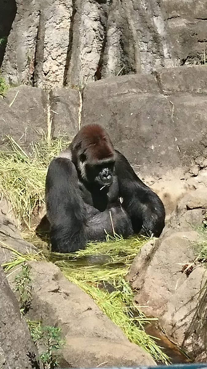 ゴリラ組長 ゴリラ男 ゴリラを面白がってネタにする文化は早急に潰えるべし そんな事をして何が楽しいというのかね こんなにカッコよくて強くて優しい生き物なのに カッコよくて強くて優しいとはこんなに揃ってる生き物滅多にいねぇぞ