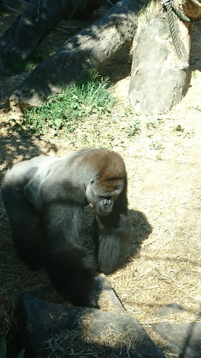 ゴリラ組長 ゴリラ男 ゴリラを面白がってネタにする文化は早急に潰えるべし そんな事をして何が楽しいというのかね こんなにカッコよくて強くて優しい生き物なのに カッコよくて強くて優しいとはこんなに揃ってる生き物滅多にいねぇぞ