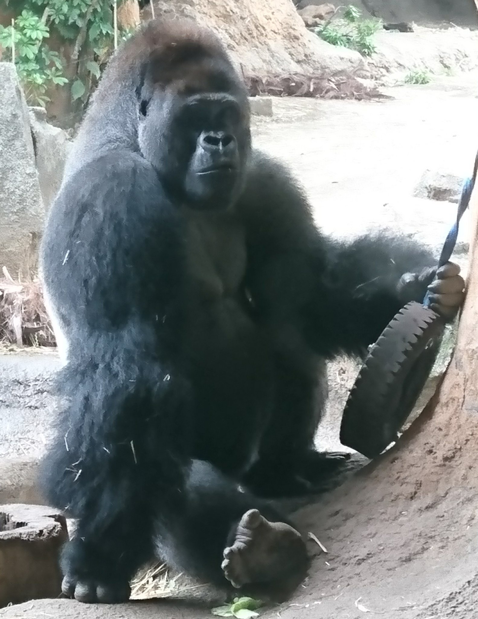 ゴリラ組長 ゴリラ男 ゴリラを面白がってネタにする文化は早急に潰えるべし そんな事をして何が楽しいというのかね こんなにカッコよくて強くて優しい生き物なのに カッコよくて強くて優しいとはこんなに揃ってる生き物滅多にいねぇぞ