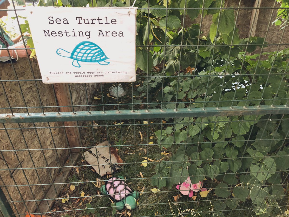 Protected sea turtle nesting area on the  @bloordalebeach