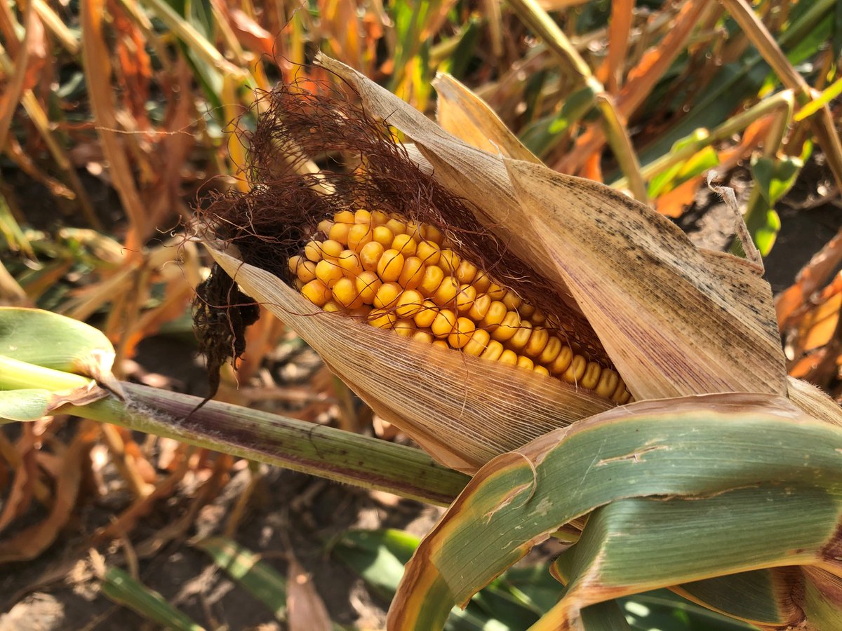 ISU ANR Extension tweet media