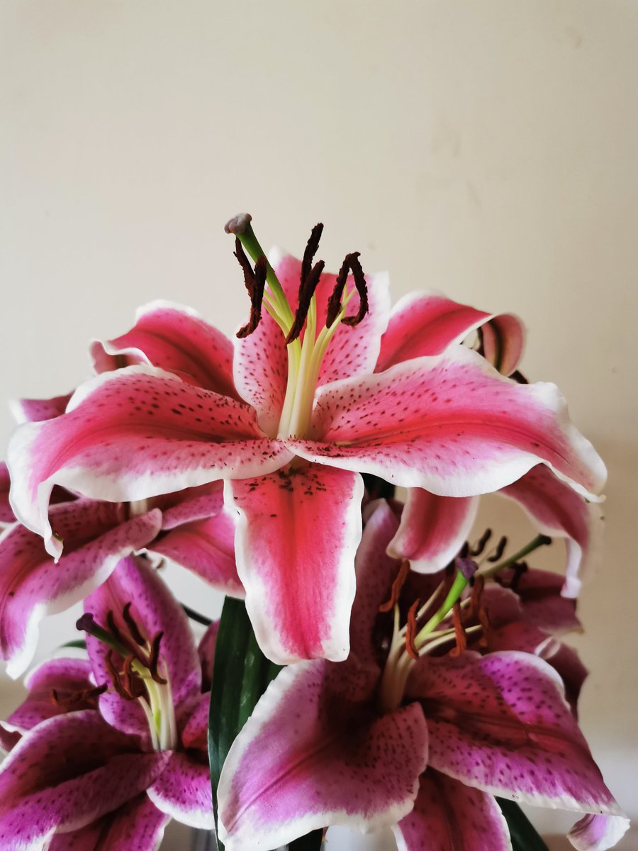 rexfile_ tweet picture
