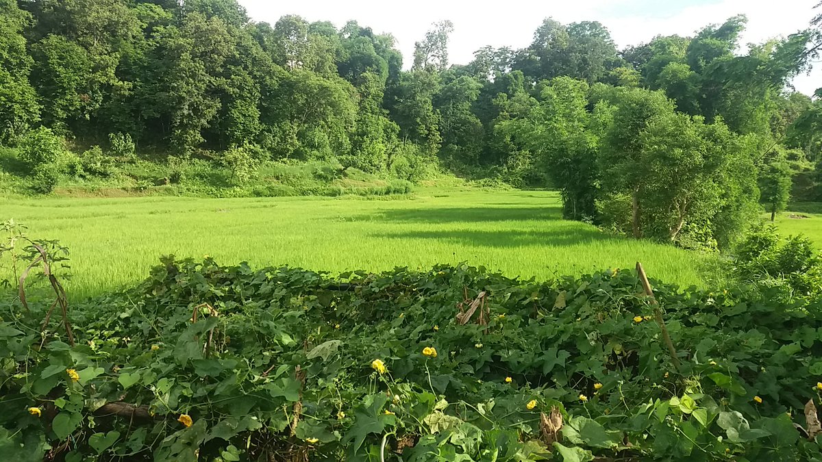 बर्षा याम हरियाली फाँट