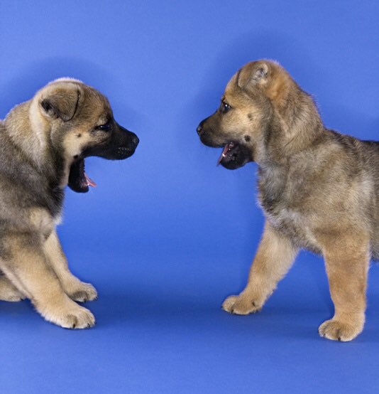 day 26 of 1988 as puppies 