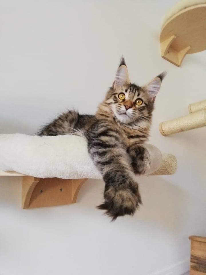 ChatBoudin's tweet image. #ChatBoudin est mort il y a + de 3 ans. Il manque... Je vous présente notre futur nouveau chat, pas de nom encore.
Notre fils était demandeur (et moi donc...). On a (enfin) craqué 😍
J-10 jours avant son arrivée !