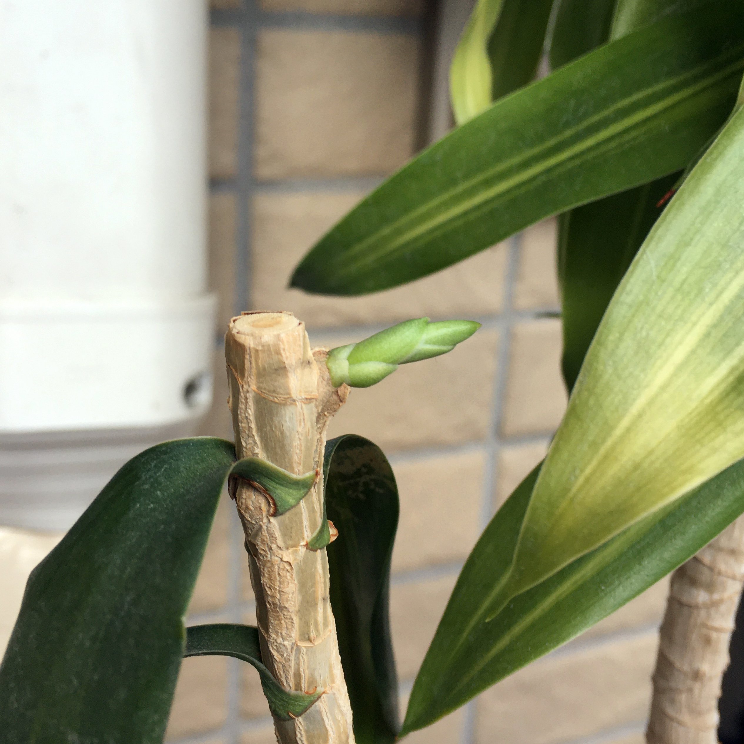 あしたもジョー 植え替え前に剪定しておいた幹 新芽が出てきたよ ソングオブジャマイカ T Co 1jwhkyeppn Twitter