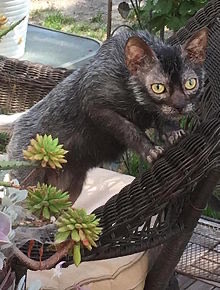 Jesus I don’t even know what you did to this Lykoi.