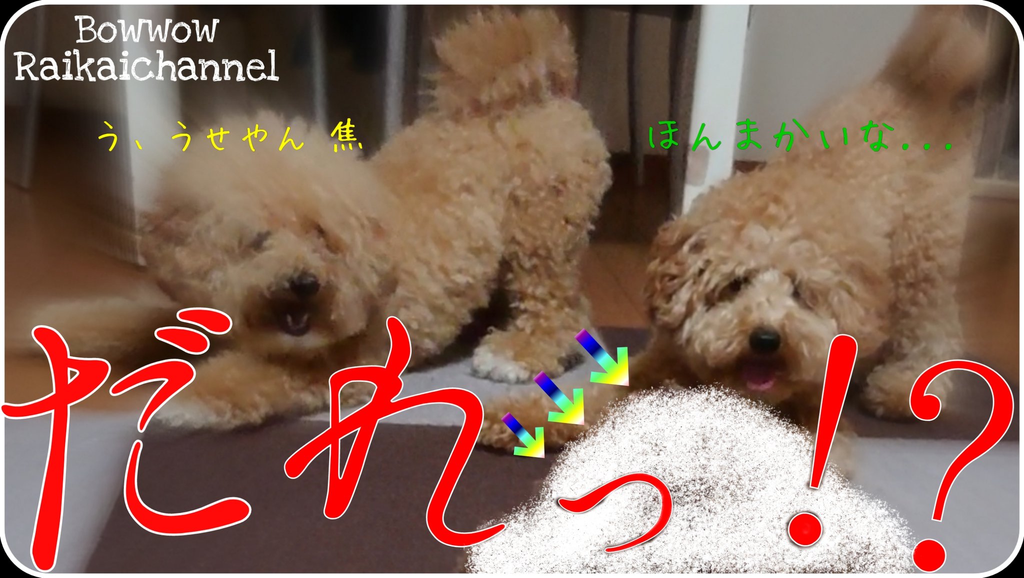 Bowwowraikaichannel 反応凄かったです ひまがあれば動画みてください T Co X75qe8xpsp 家族 Family ビジョンプー トイプードル おもしろ動画 可愛い いぬいどんどんすきになる Cute Dog Youtube いいね T Co Jyhhcarmj8