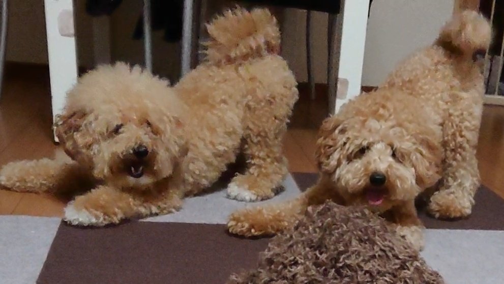 Bowwowraikaichannel 反応凄かったです ひまがあれば動画みてください T Co X75qe8xpsp 家族 Family ビジョンプー トイプードル おもしろ動画 可愛い いぬいどんどんすきになる Cute Dog Youtube いいね T Co Jyhhcarmj8