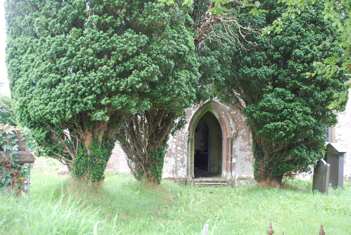 In cool corners of churchyards, among rows of the dead, you’ll find some of oldest living things.Yew trees form amorphous sentinels in burial grounds. Veteran yews are at least 500 yrs old. Ancient yews are at least 800. Bad tees have the ability to eternally regenerate. #thread