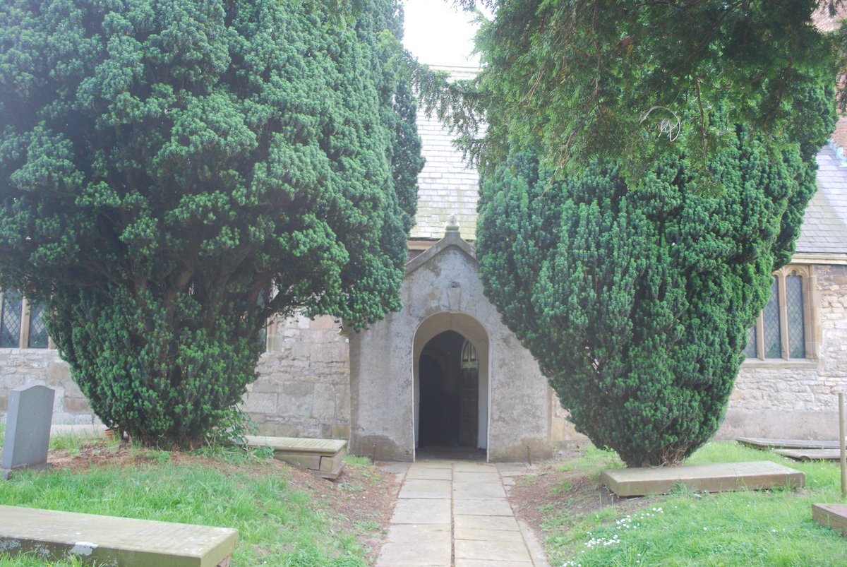 The original relationship between churches and yew trees remains a mystery, but these ancient trees provide inspiration to across centuries from Shakespeare to Sylvia Plath, and Tennyson:Thy fibres net the dreamless headThy roots are wrapt about the bones8/8