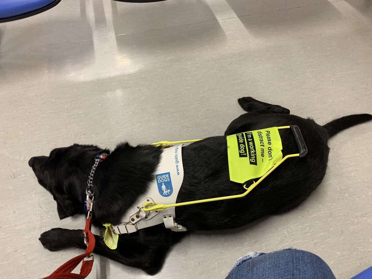 Really looking forward to #FaZe5 with @Mr_BlindKnight  but 1st dialysis with my <a href="/guidedogs/">Guide Dogs</a> see you all later!!!