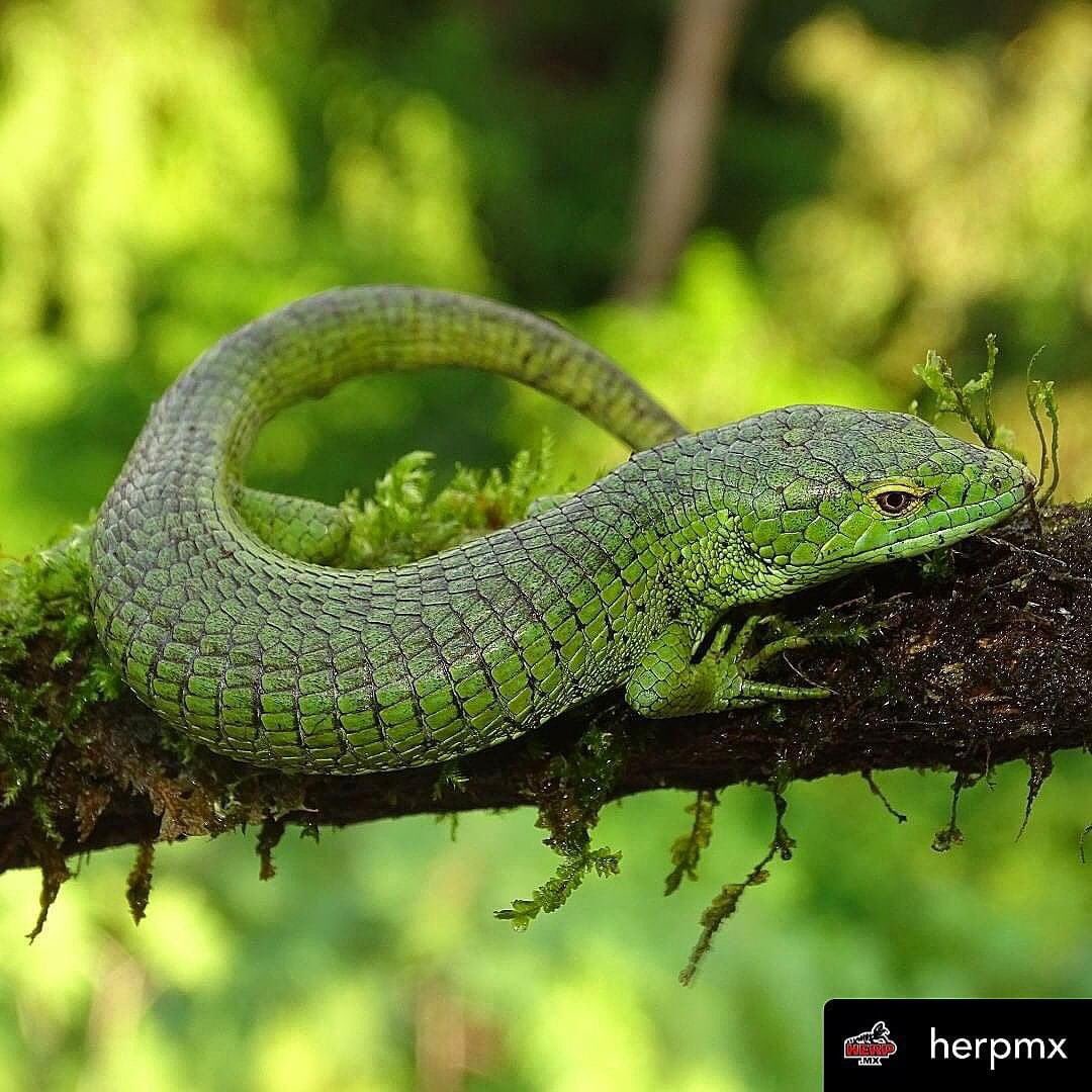 Dragoncito del Volcán Tacaná (Abronia matudai Hartweg &Tihen, 1946). Herp Mx.