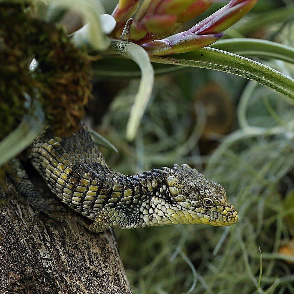 Dragoncito oaxaqueño (Abronia oaxacae Günther, 1885). Vojtêch Víta