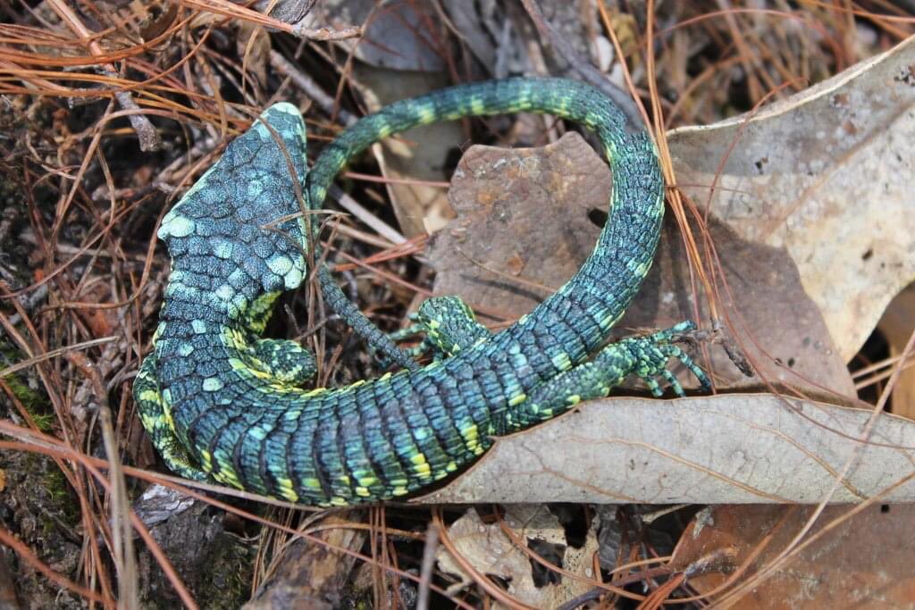 Dragoncito del Cerro Zempoaltépetl (Abronia fuscolabialis Tihen 1944):  Eusebio en Naturalista