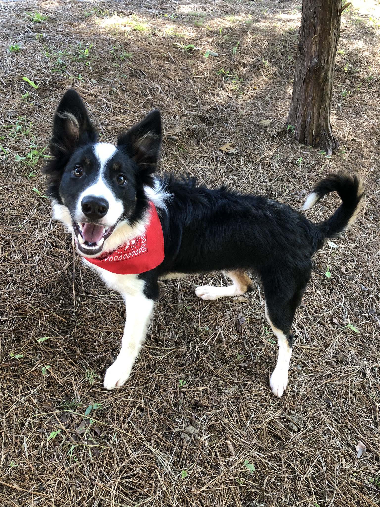 Border collie bandana 2025