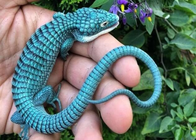 Dragoncito del sur de la Sierra Madre Oriental (Abronia graminea Cope, 1894).  Unknown