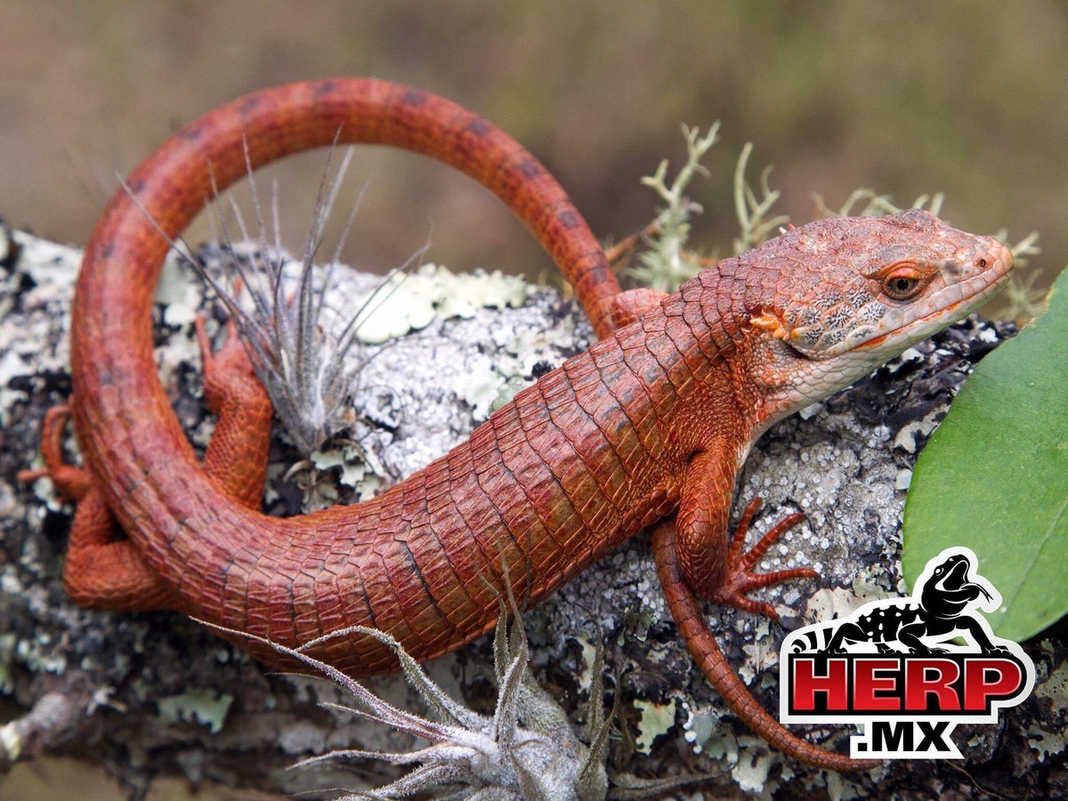 Dragoncito de Santa Rosa Comitán (Abronia ochoterenae Martin del Campo, 1939). Herp Mx