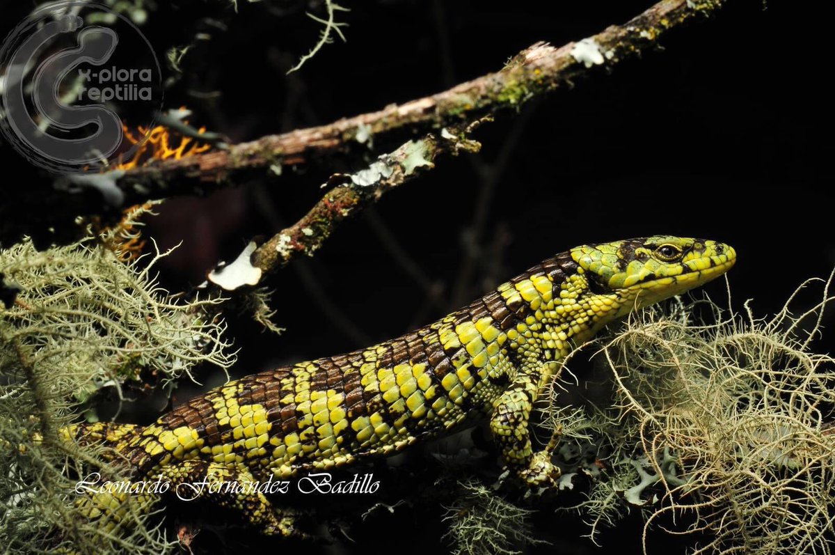 Dragoncito de la Sierra Madre Oriental Norte (Abronia taeniata Wiegmann, 1828). X-plora reptilia