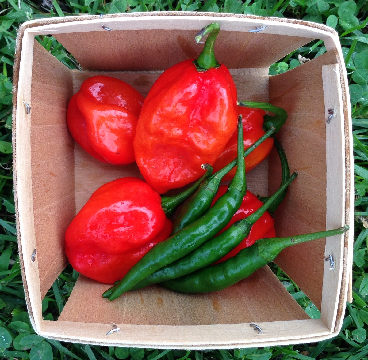 redwigglerfarm's tweet photo. It’s #VeggieWednesday &amp; today, it’s all about hot peppers! We grow many peppers, from mild sweet to hot. Hot peppers are nutritious &amp; rich in vitamins &amp; have many benefits. Check out our blog to learn more fun facts about hot peppers!
.
https://t.co/KwirX2Knp7 
.
#HotPeppers #CSA https://t.co/f4M9ryCuzu