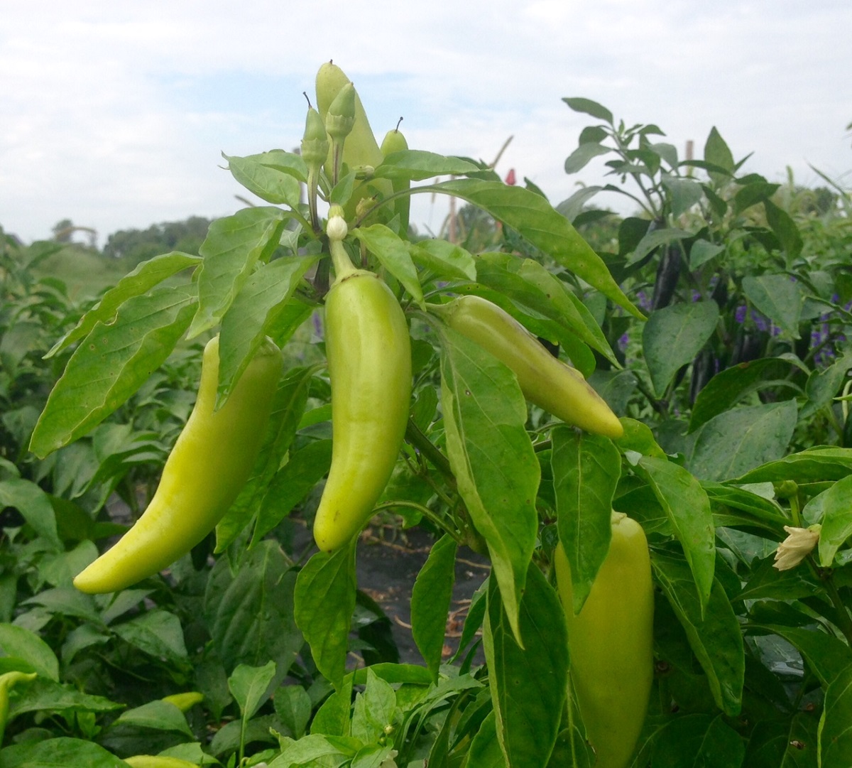 redwigglerfarm's tweet photo. It’s #VeggieWednesday &amp; today, it’s all about hot peppers! We grow many peppers, from mild sweet to hot. Hot peppers are nutritious &amp; rich in vitamins &amp; have many benefits. Check out our blog to learn more fun facts about hot peppers!
.
https://t.co/KwirX2Knp7 
.
#HotPeppers #CSA https://t.co/f4M9ryCuzu