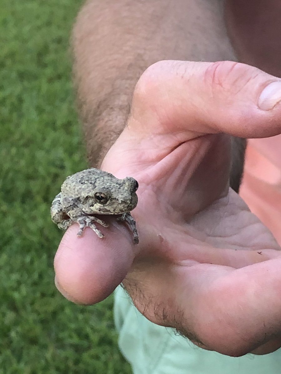 MsJillSLP's tweet photo. @LHECMES We found this little guy had taken up residence in our outdoor patio umbrella Sunday night and he returned for a visit today! Little Miss was equal parts excited and nervous when he jumped on her shirt! #getoutside #whatsinyourbackyard https://t.co/SqnifPANvw