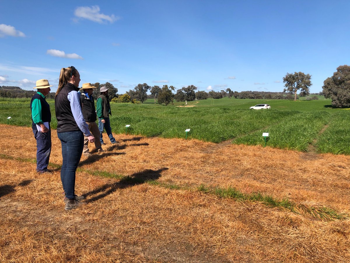 What a day to be on-farm with the team from <a href="/AuNutrien/">Nutrien Ag Solutions Australia</a> #Holbrook at their demo site near #Woomargama. <a href="/CharlotteSuth/">Charlotte Sutherland</a> was on-hand to speak to local growers about our premium varieties. Unsurprisingly UMS #Atomic starred with its exceptional growth &amp; excellent winter production!