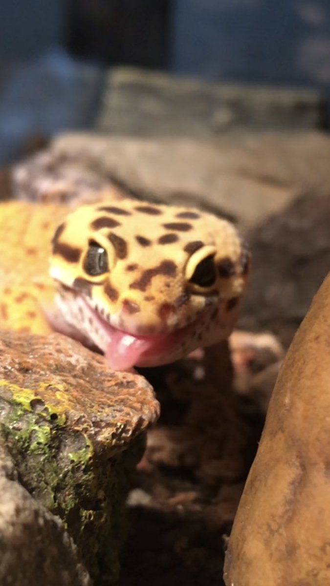 DeliriousWren's tweet photo. WEH! This is my leopard gecko Link for those who don’t know! He just ate a hornworm and he’s pretty pleased with himself💕
#leopardgecko #gecko #geckos #lizard #reptile #reptiles https://t.co/WUbDzzKRAi