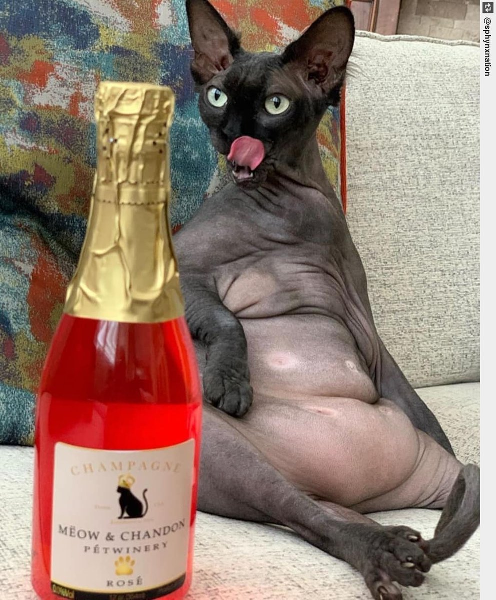 Inglorious Cats tweet media